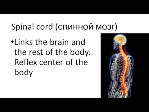 Spinal cord (спинной мозг) Links the brain and the rest of the body.