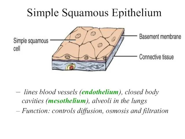 Simple Squamous Epithelium lines blood vessels (endothelium), closed body cavities