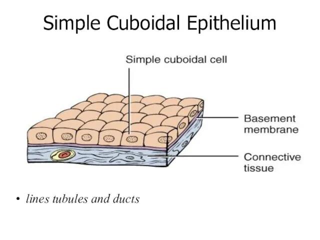 Simple Cuboidal Epithelium lines tubules and ducts