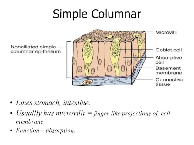 Simple Columnar Lines stomach, intestine. Usuallly has microvilli = finger-like