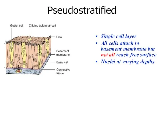 Pseudostratified Single cell layer All cells attach to basement membrane