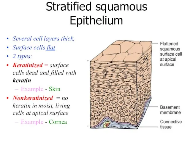 Stratified squamous Epithelium Several cell layers thick, Surface cells flat