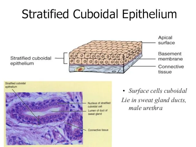 Stratified Cuboidal Epithelium Surface cells cuboidal Lie in sweat gland ducts, male urethra