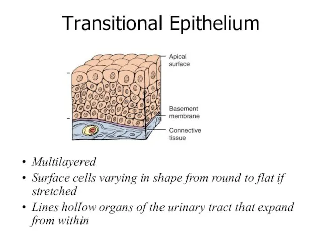 Multilayered Surface cells varying in shape from round to flat