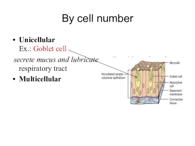 By cell number Unicellular Ex.: Goblet cell secrete mucus and