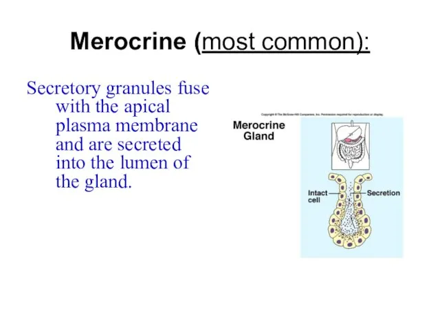 Merocrine (most common): Secretory granules fuse with the apical plasma