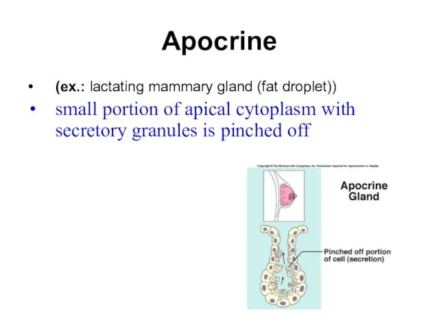 Apocrine (ex.: lactating mammary gland (fat droplet)) small portion of