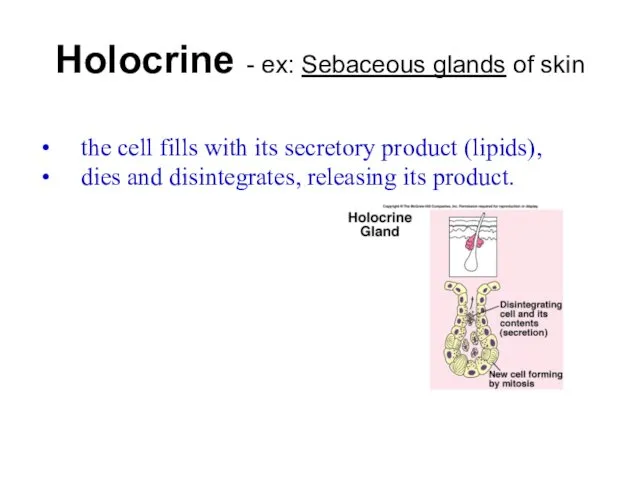 Holocrine - ex: Sebaceous glands of skin the cell fills