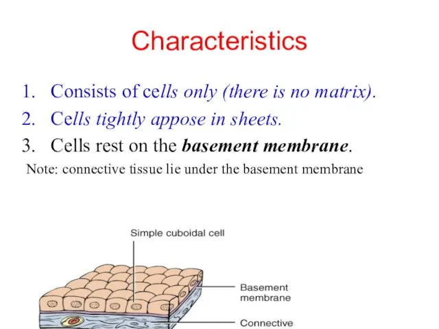 Characteristics Consists of cells only (there is no matrix). Cells