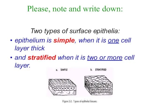 Please, note and write down: Two types of surface epithelia: