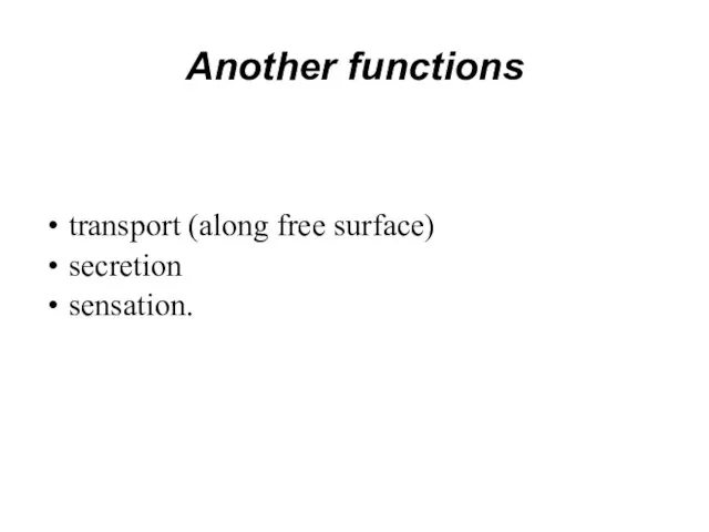 Another functions transport (along free surface) secretion sensation.