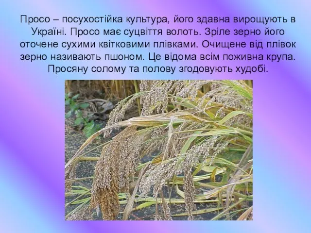Просо – посухостійка культура, його здавна вирощують в Україні. Просо
