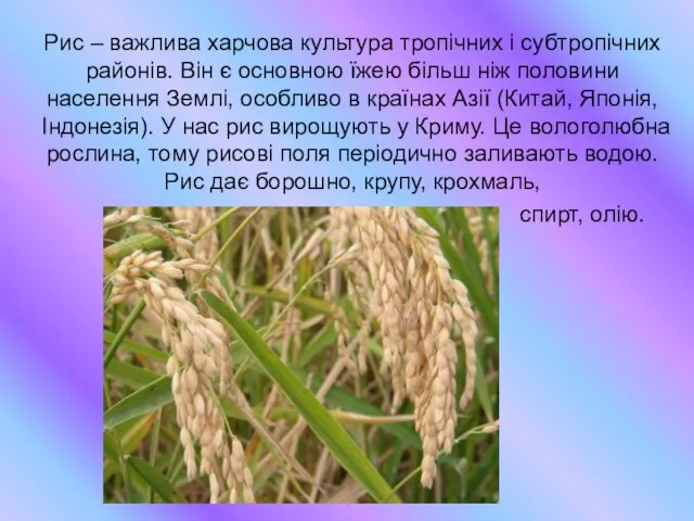Рис – важлива харчова культура тропічних і субтропічних районів. Він