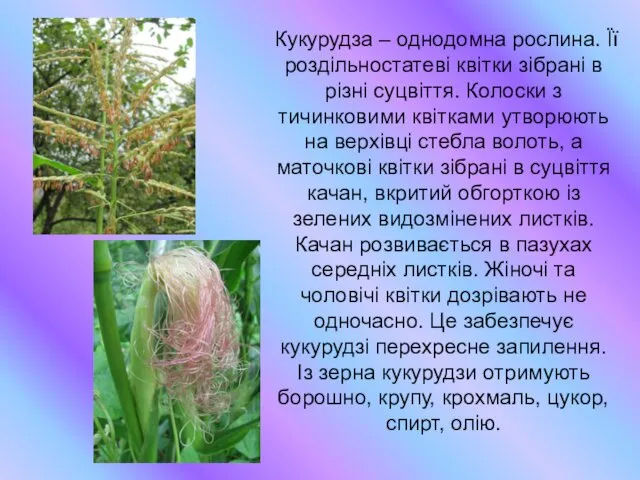 Кукурудза – однодомна рослина. Її роздільностатеві квітки зібрані в різні