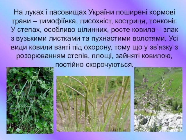 На луках і пасовищах України поширені кормові трави – тимофіївка,