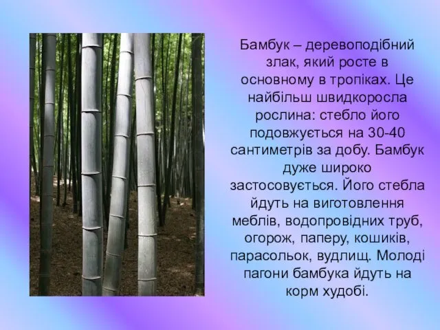 Бамбук – деревоподібний злак, який росте в основному в тропіках.