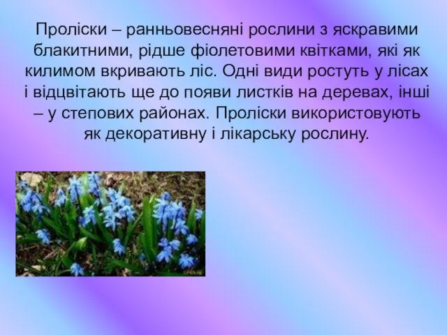 Проліски – ранньовесняні рослини з яскравими блакитними, рідше фіолетовими квітками,