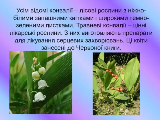Усім відомі конвалії – лісові рослини з ніжно-білими запашними квітками