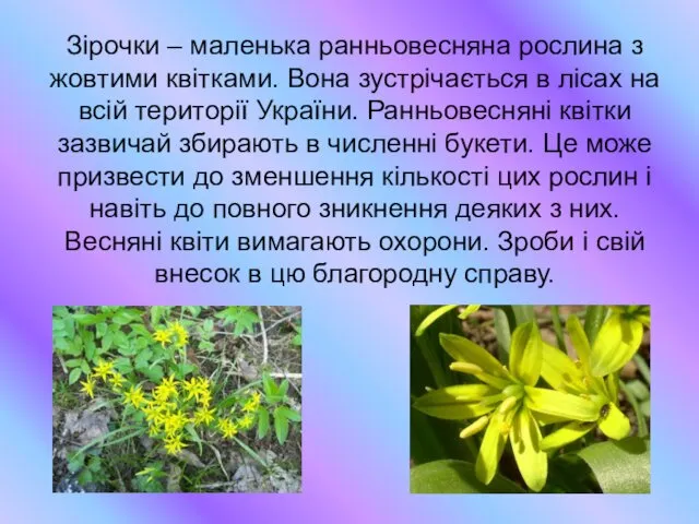 Зірочки – маленька ранньовесняна рослина з жовтими квітками. Вона зустрічається