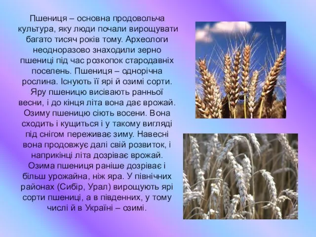 Пшениця – основна продовольча культура, яку люди почали вирощувати багато