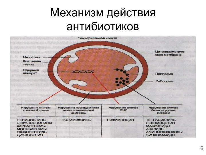 Механизм действия антибиотиков 6