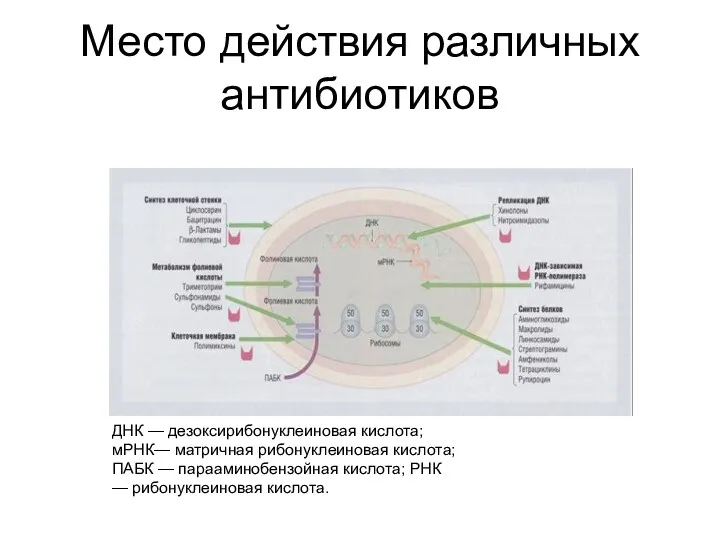 Место действия различных антибиотиков ДНК — дезоксирибонуклеиновая кислота; мРНК— матричная