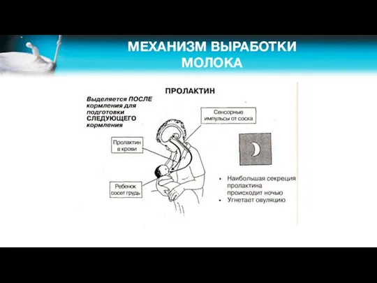 МЕХАНИЗМ ВЫРАБОТКИ МОЛОКА