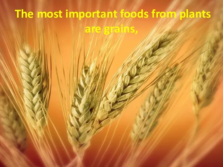 The most important foods from plants are grains,