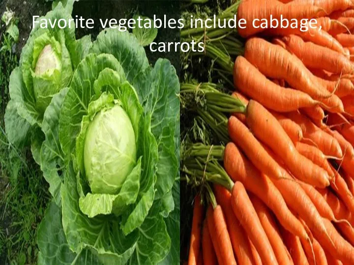 Favorite vegetables include cabbage, carrots