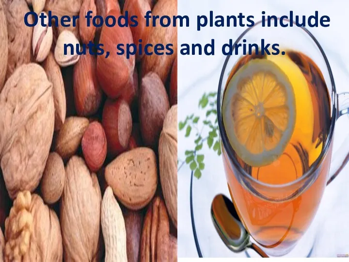 Other foods from plants include nuts, spices and drinks.