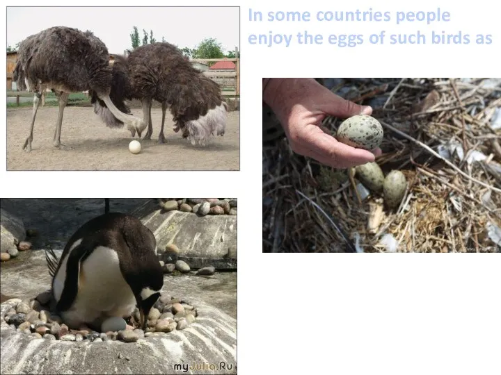 In some countries people enjoy the eggs of such birds as emus gulls penguins