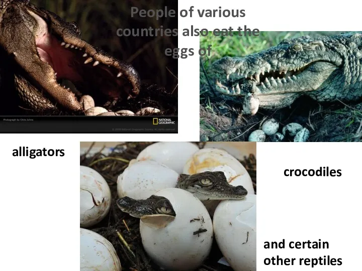 alligators crocodiles and certain other reptiles People of various countries also eat the eggs of