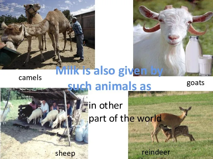 camels goats sheep reindeer Milk is also given by such