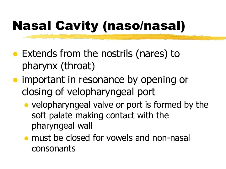 Nasal Cavity (naso/nasal) Extends from the nostrils (nares) to pharynx