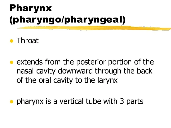 Pharynx (pharyngo/pharyngeal) Throat extends from the posterior portion of the