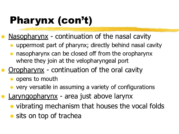 Pharynx (con’t) Nasopharynx - continuation of the nasal cavity uppermost