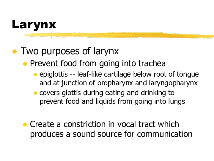 Larynx Two purposes of larynx Prevent food from going into