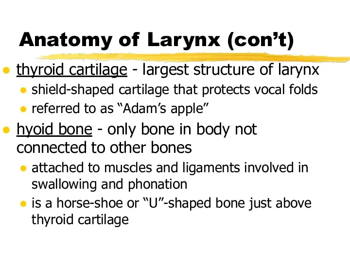 Anatomy of Larynx (con’t) thyroid cartilage - largest structure of