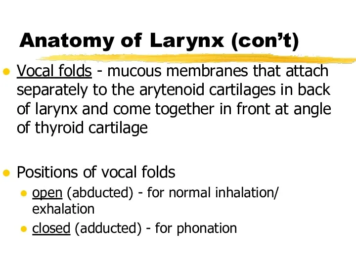 Anatomy of Larynx (con’t) Vocal folds - mucous membranes that