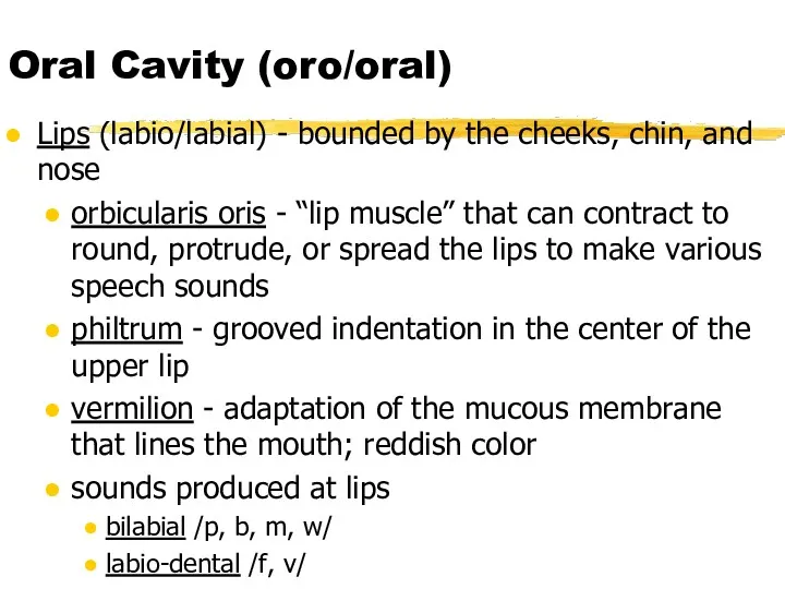 Oral Cavity (oro/oral) Lips (labio/labial) - bounded by the cheeks,