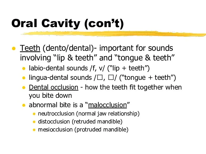 Oral Cavity (con’t) Teeth (dento/dental)- important for sounds involving “lip