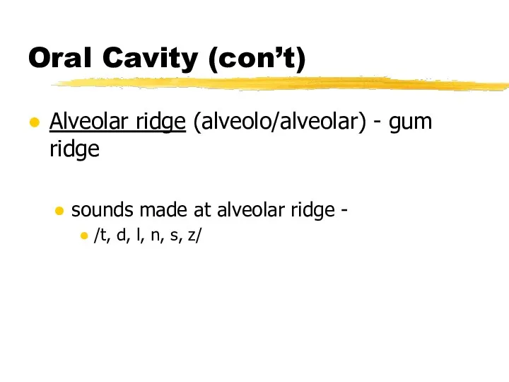 Oral Cavity (con’t) Alveolar ridge (alveolo/alveolar) - gum ridge sounds