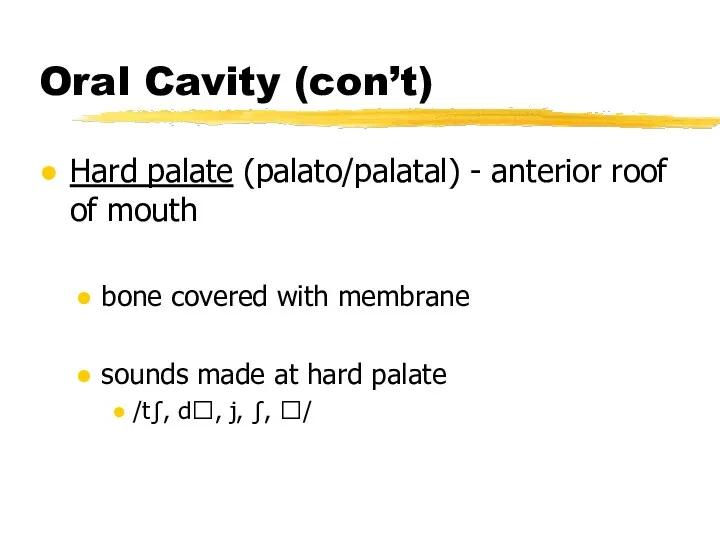 Oral Cavity (con’t) Hard palate (palato/palatal) - anterior roof of