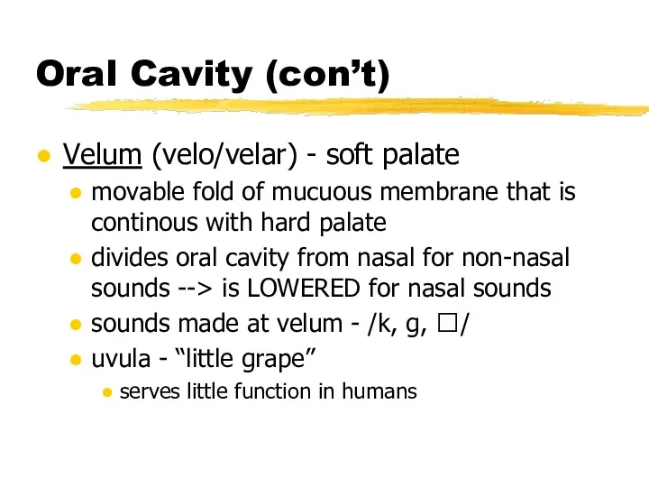 Oral Cavity (con’t) Velum (velo/velar) - soft palate movable fold