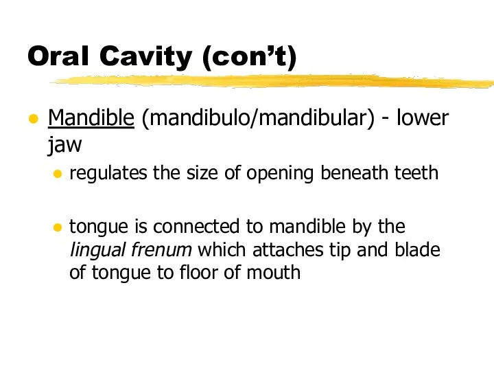 Oral Cavity (con’t) Mandible (mandibulo/mandibular) - lower jaw regulates the