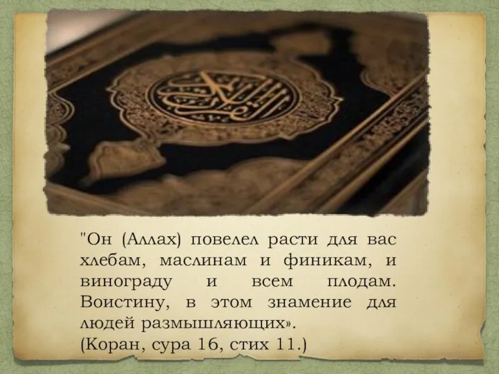 "Он (Аллах) повелел расти для вас хлебам, маслинам и финикам,