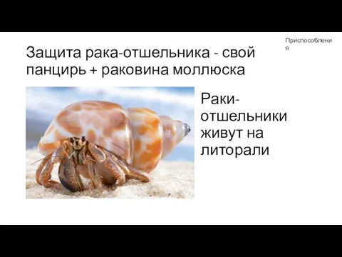 Защита рака-отшельника - свой панцирь + раковина моллюска Раки-отшельники живут на литорали Приспособления