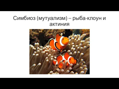 Симбиоз (мутуализм) – рыба-клоун и актиния