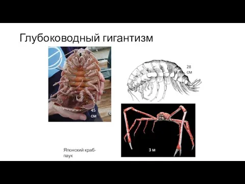 Глубоководный гигантизм 28 см 45 см 3 м 3 м Японский краб-паук