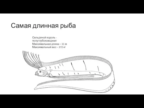 Самая длинная рыба Сельдяной король - полуглубоководная Максимальная длина – 11 м Максимальный